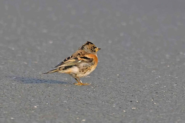 Bird sightings Saturday, 04 October 2025