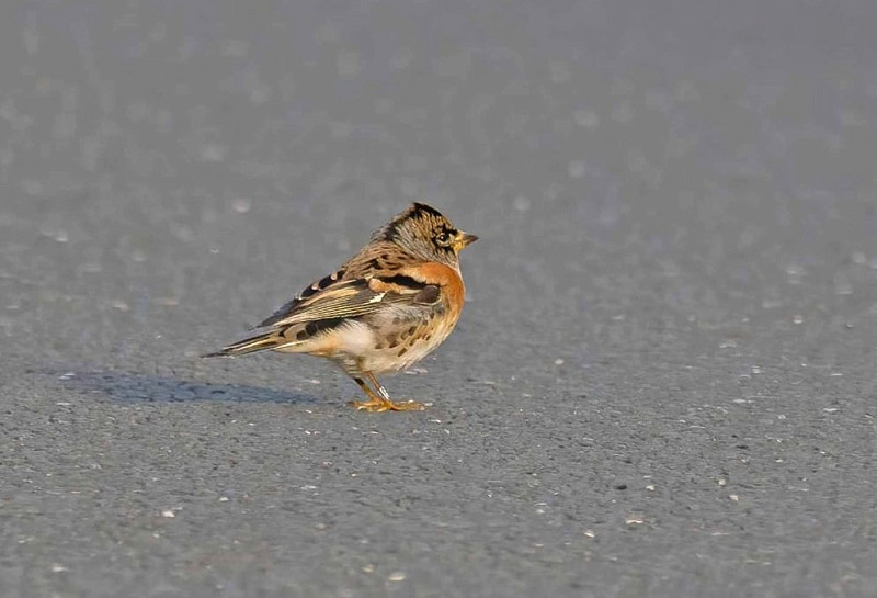 Brambling - John Hewitt.