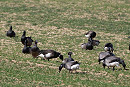 Black Brant with Pale-bellied Brent among the Dark-bellied Brents - John Hewitt.