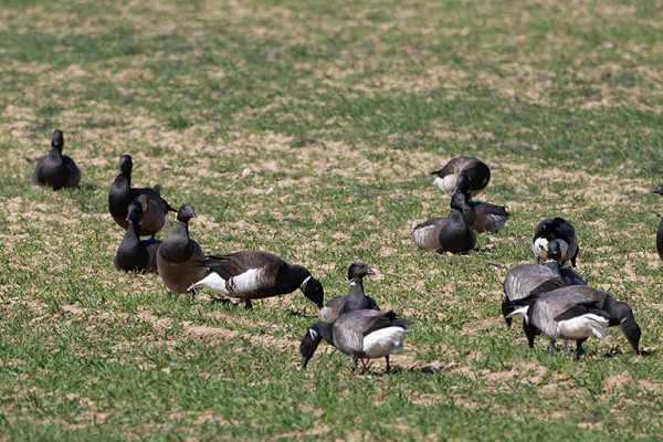 Bird sightings Tuesday, 28 April 2026