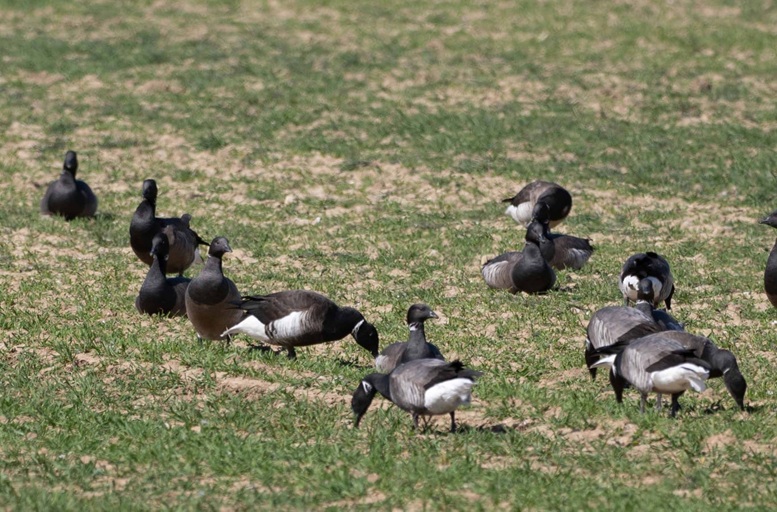 Black Brant with Pale-bellied Brent among the Dark-bellied Brents - John Hewitt.