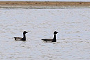 Black Brant with Brent Goose - John Hewitt.