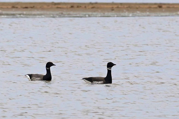 Bird sightings Friday, 08 May 2026