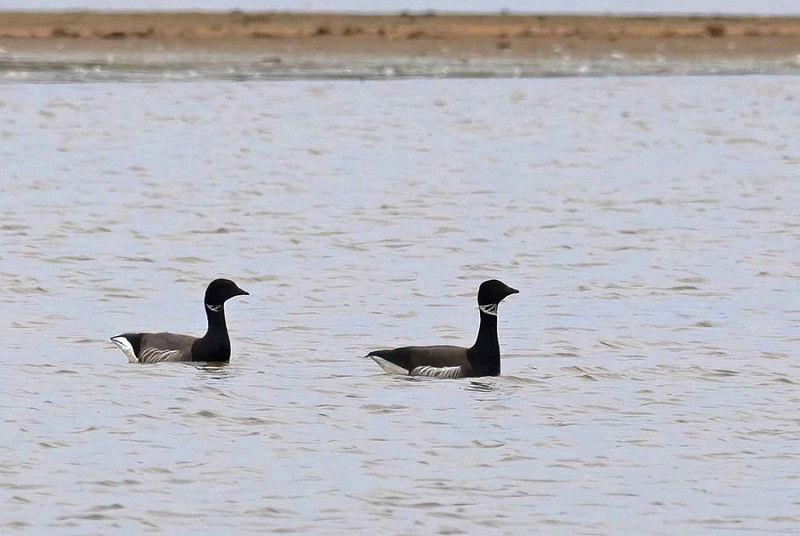 Black Brant with Brent Goose - John Hewitt.