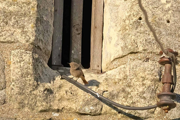 Black Redstart- John Hewitt.