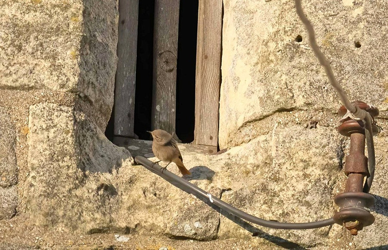 Black Redstart- John Hewitt.