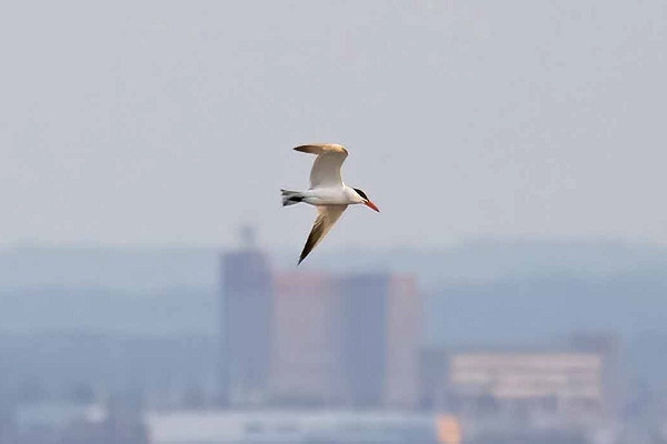 Bird sightings Monday, 22 June 2026