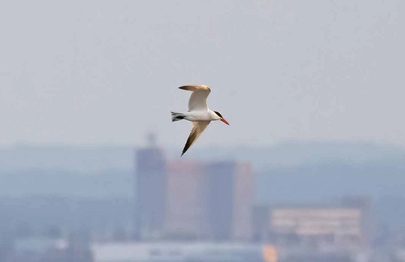 Caspian Tern - John Hewitt.