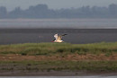 Caspian Tern - John Hewitt.