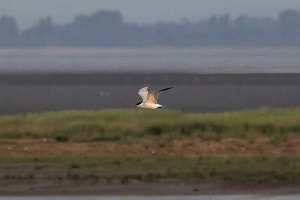 Bird sightings Sunday, 21 June 2026