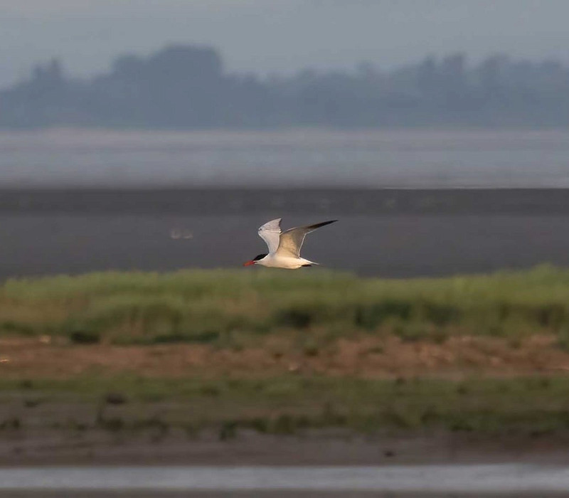 Caspian Tern - John Hewitt.