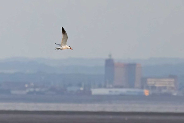 Caspian Tern - John Hewitt.