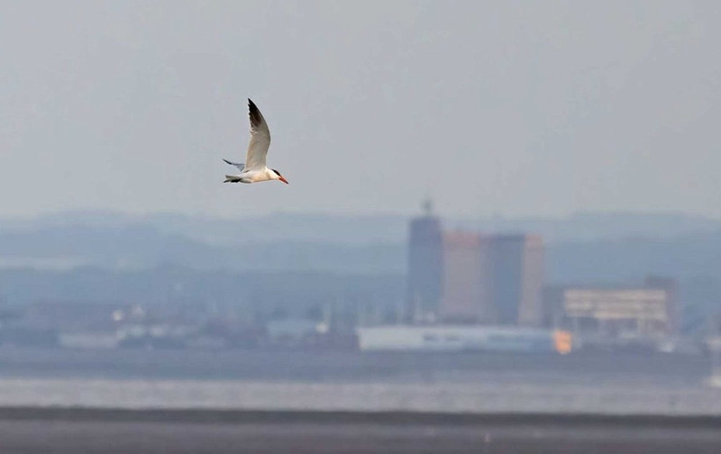 Caspian Tern - John Hewitt.