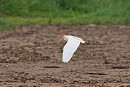 Cattle Egret - John Hewitt.