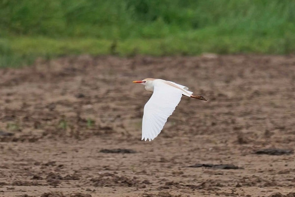 Cattle Egret - John Hewitt.
