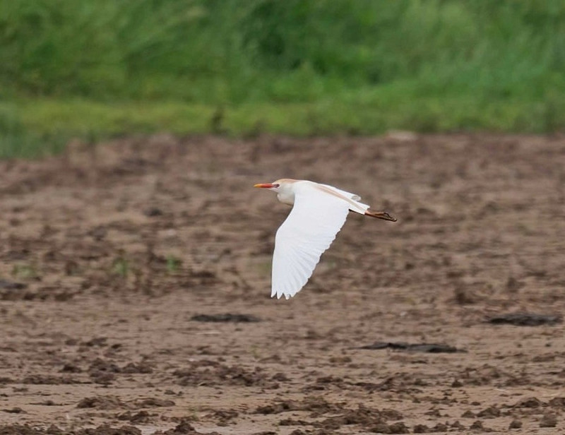 Cattle Egret - John Hewitt.
