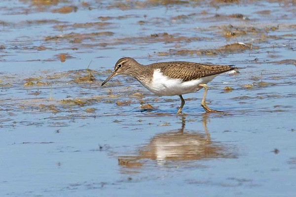 Common Sandpiper - John Hewitt.