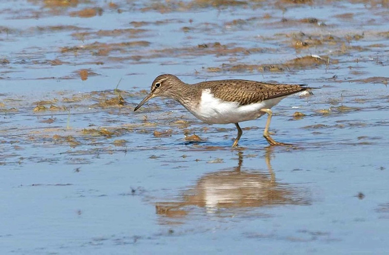 Common Sandpiper - John Hewitt.