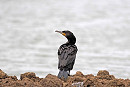 Cormorant - John Hewitt.