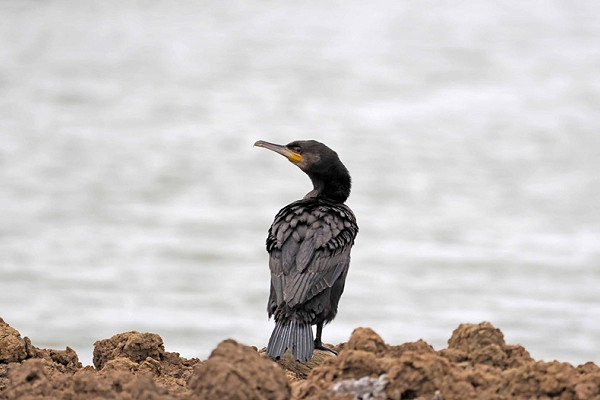 Cormorant - John Hewitt.