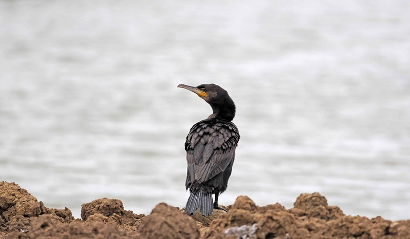 Cormorant - John Hewitt.