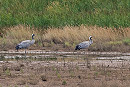 Common Cranes - John Hewitt.