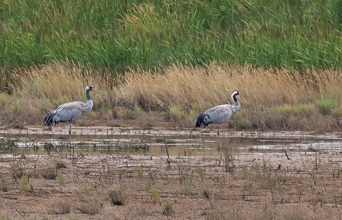 Common Cranes - John Hewitt.