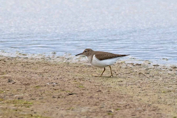 Bird sightings Wednesday, 15 April 2026