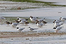 Little Gull, Common tern juvenile, Black-headed Gulls and Redshanks - John Hewitt.