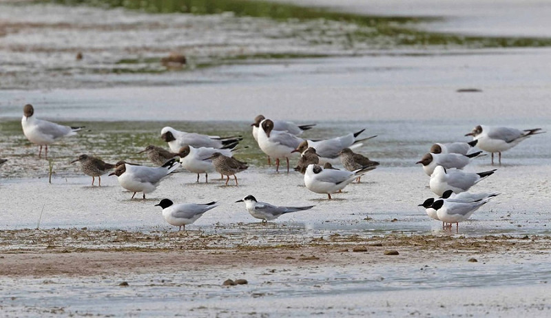 Little Gull, Common tern juvenile, Black-headed Gulls and Redshanks - John Hewitt.