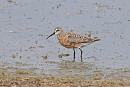 Curlew Sandpiper - John Hewitt.