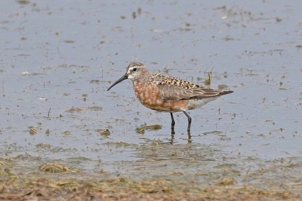 Bird sightings Tuesday, 04 August 2026