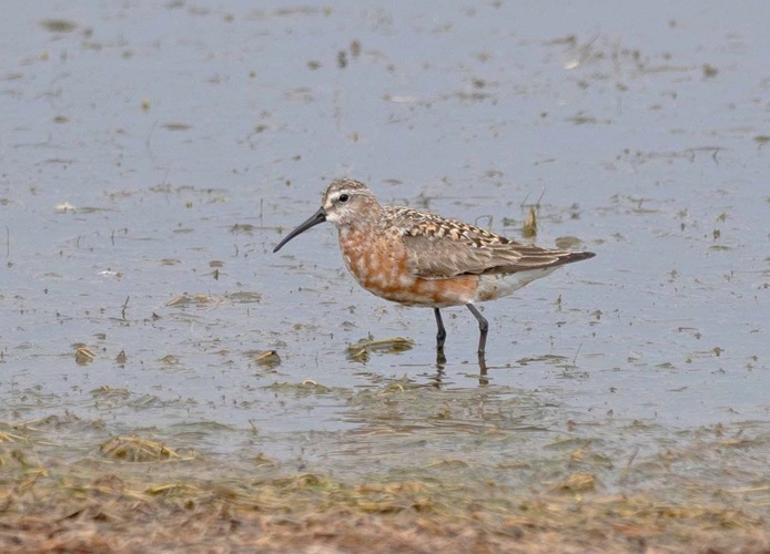 Curlew Sandpiper - John Hewitt.