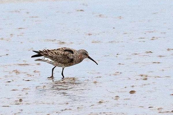 Curlew Sandpiper - John Hewit.