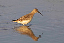 Curlew Sandpiper - John Hewitt.