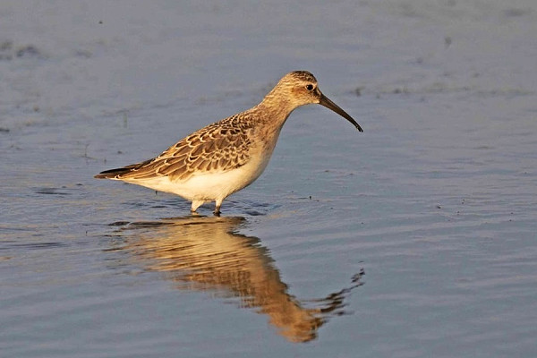 Bird sightings Thursday, 03 September 2026