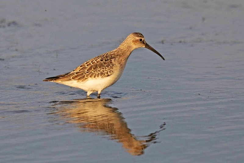 Curlew Sandpiper - John Hewitt.