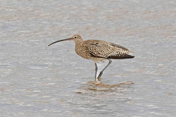 Curlew - John Hewitt.