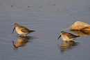 Curlew Sandpiper and Dunlin - John Hewitt.