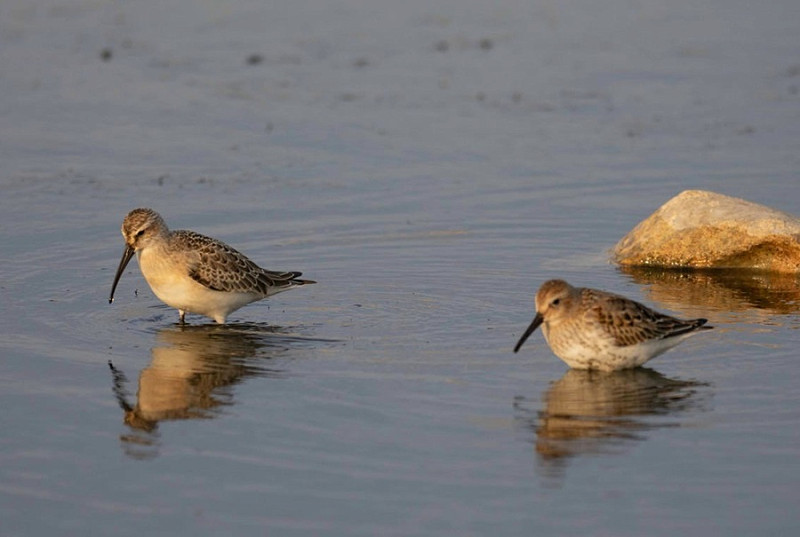 Curlew Sandpiper and Dunlin - John Hewitt.