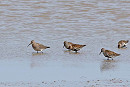 Curlew Sandpiper with Dunlin - John Hewitt.