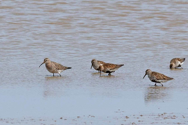 Curlew Sandpiper with Dunlin - John Hewitt.