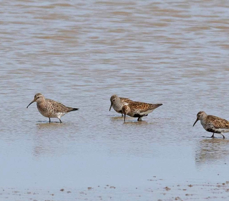 Curlew Sandpiper with Dunlin - John Hewitt.