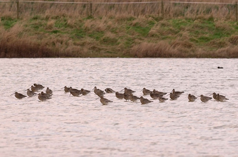 Curlews - John Hewitt.