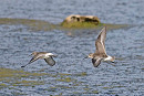 Curlew Sandpipers - John Hewitt.