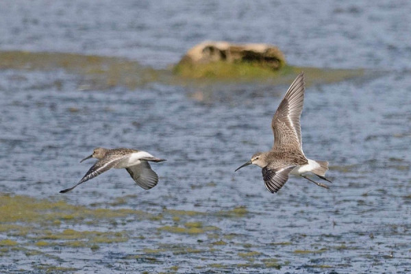 Bird sightings Tuesday, 15 September 2026