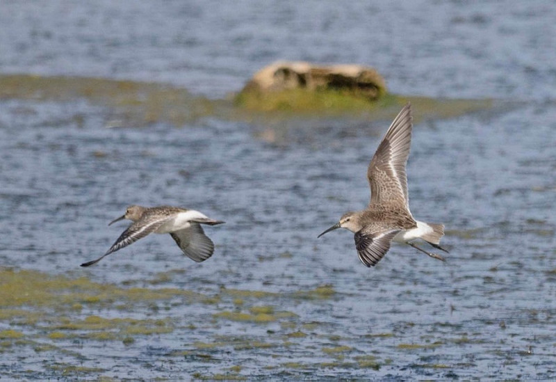Curlew Sandpipers - John Hewitt.