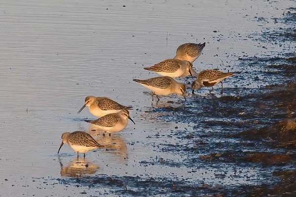 Curlew Sandpipers and a Dunlin - John Hewitt.