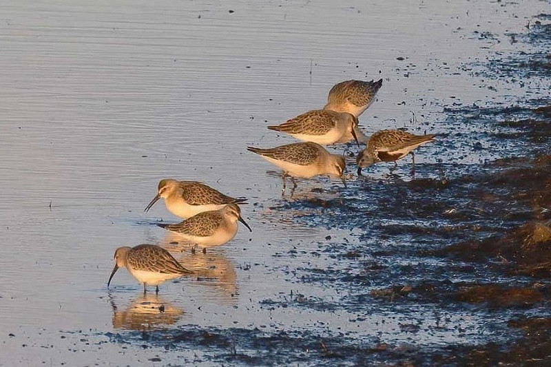 Curlew Sandpipers and a Dunlin - John Hewitt.