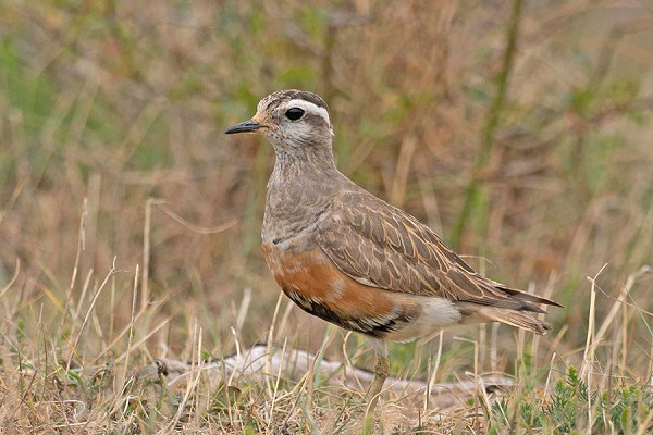 Bird sightings Wednesday, 28 May 2025